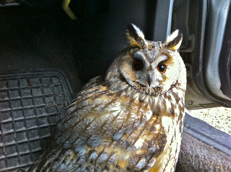 Owle allowed to recover after hitting one of my kayaks on the car. After a few minutes it flew away on good wings.